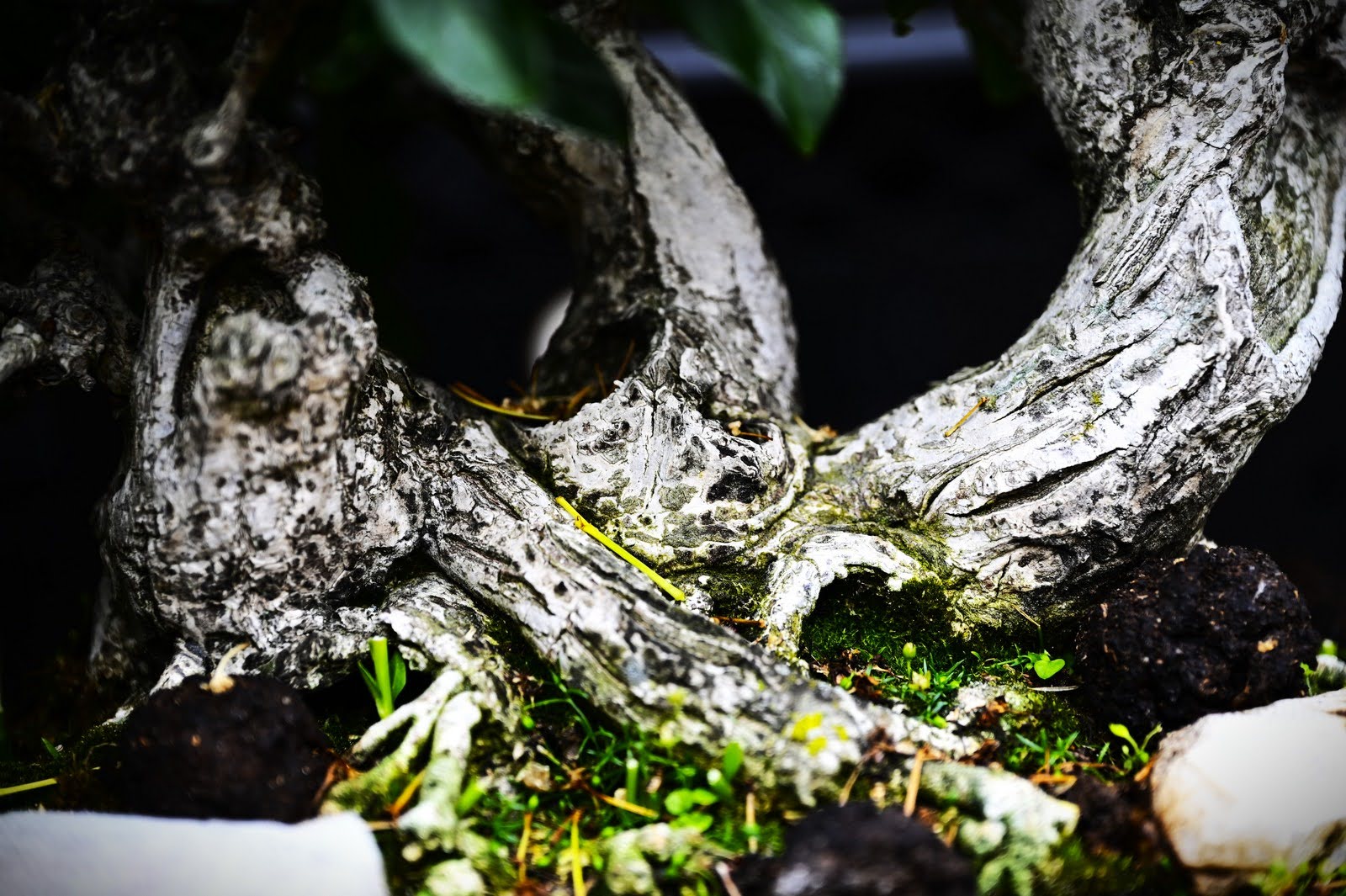 Bonsai Murin (22)