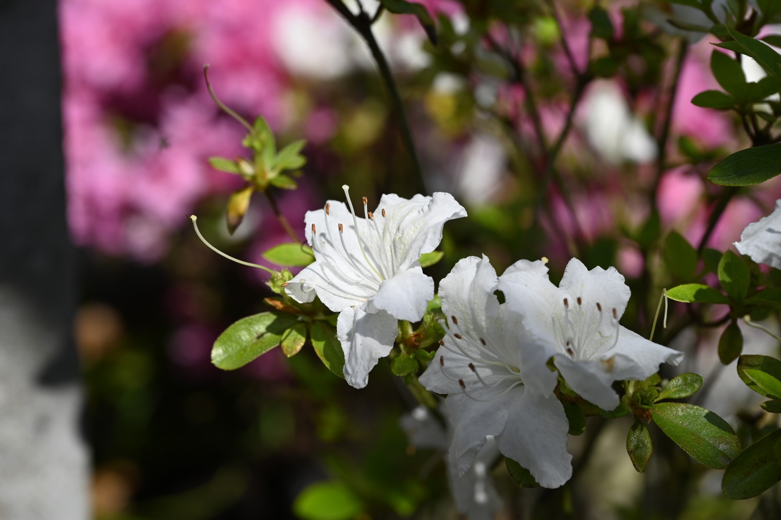 Bonsai-Murin_159