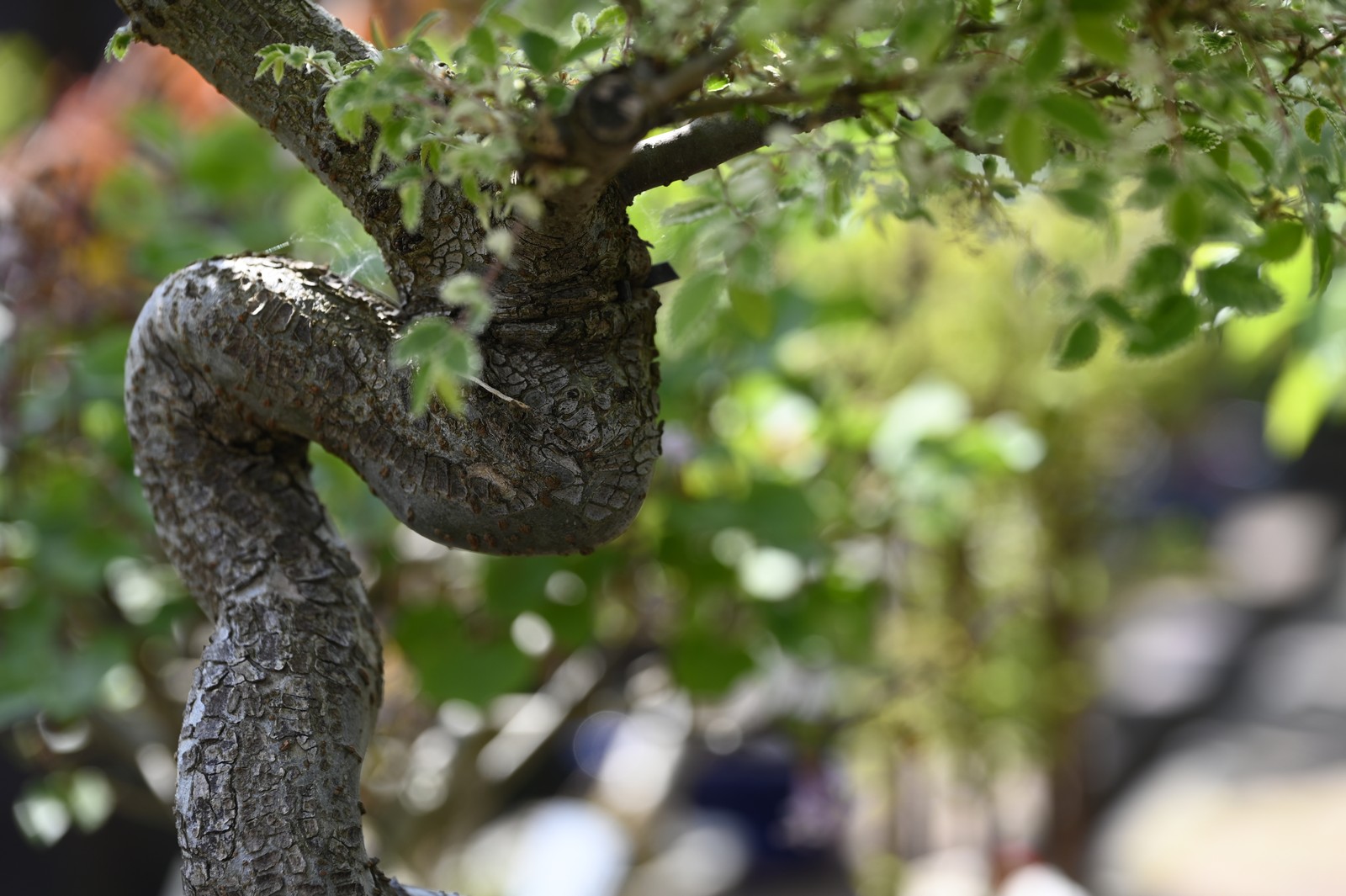Bonsai-Murin_172