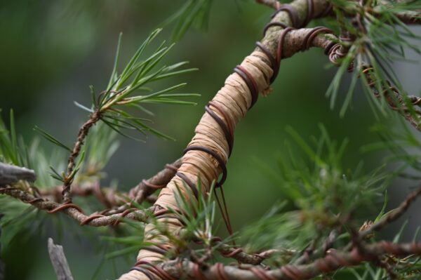 Japansk naturbast (raffia) - Image 3