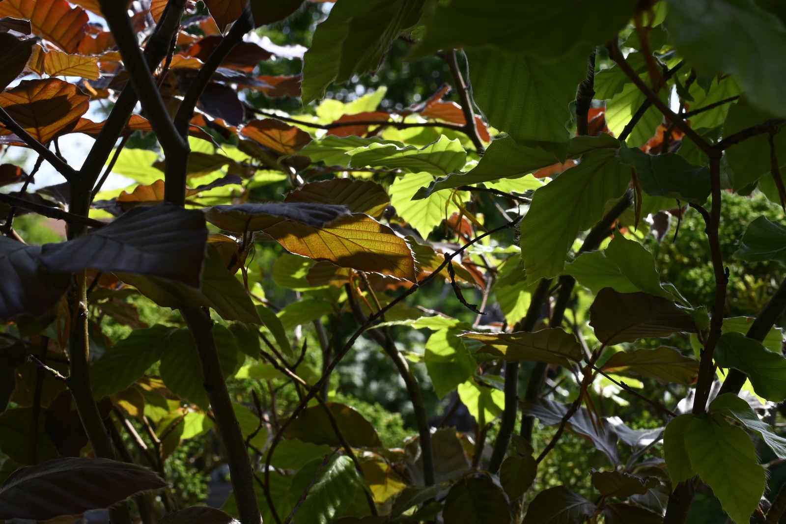 Bonsai-Murin_321