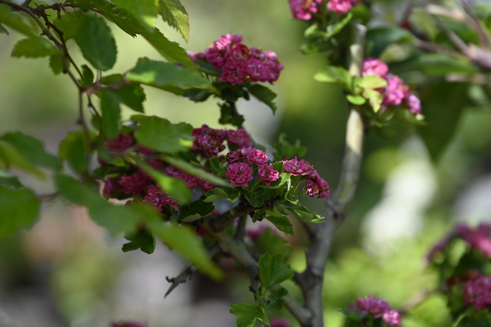 Bonsai-Murin_85