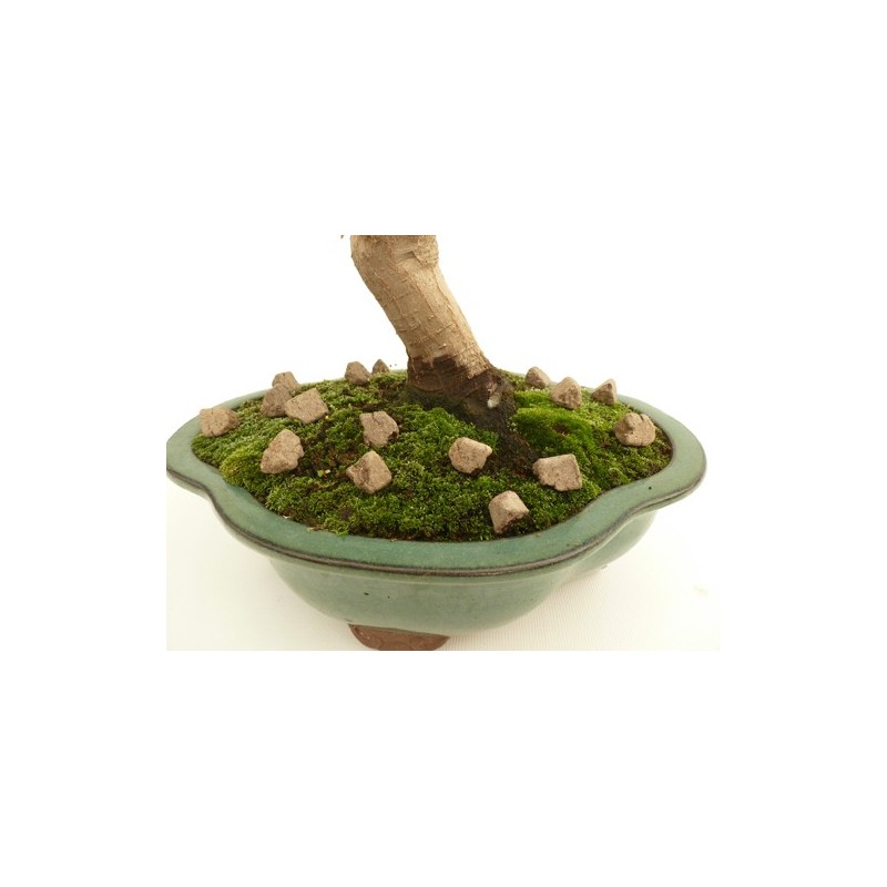 Biogold Original - Billede 4