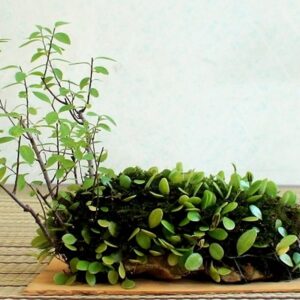 Ledsagerplanter