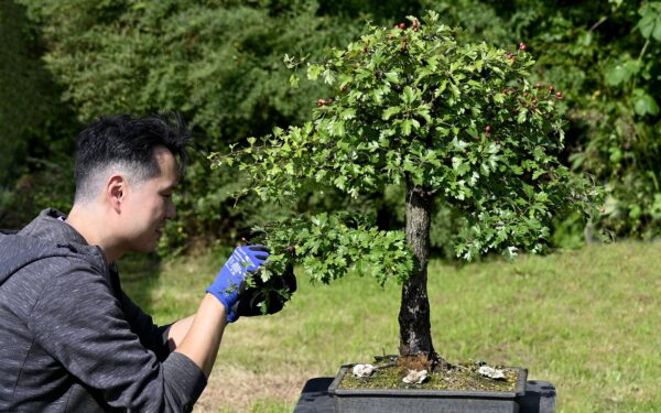 Japanske Daizo gødningsposer - Image 2