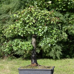 Udendørs - løvfældende bonsai