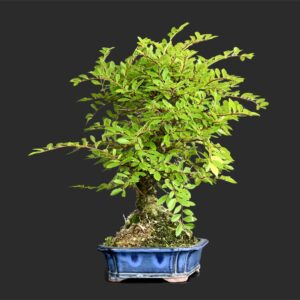Bonsai træer Indendørs