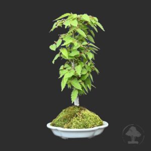 Japansk zelkova