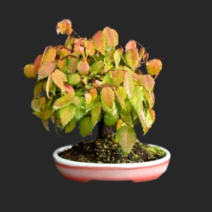 Japansk zelkova