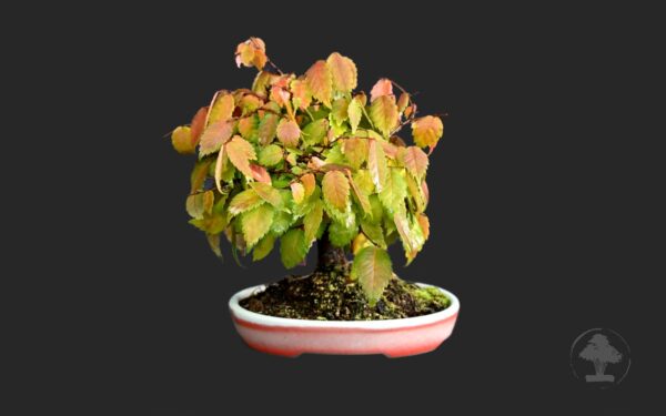 Japansk zelkova