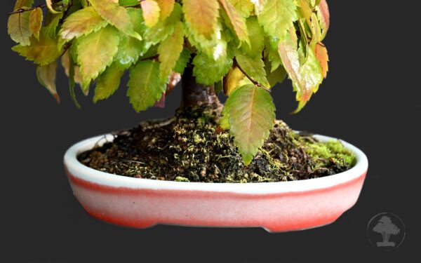 Japansk zelkova - Image 2