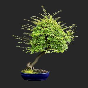 Kinesisk elm