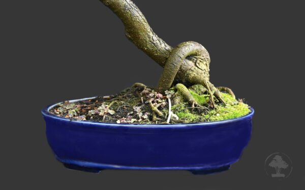 Kinesisk elm - Image 2