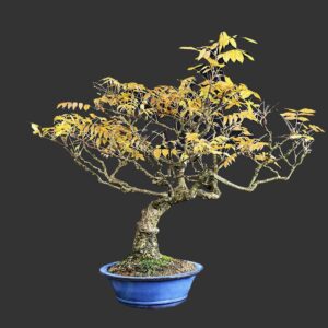Kinesisk blåregn, med hvide blomster
