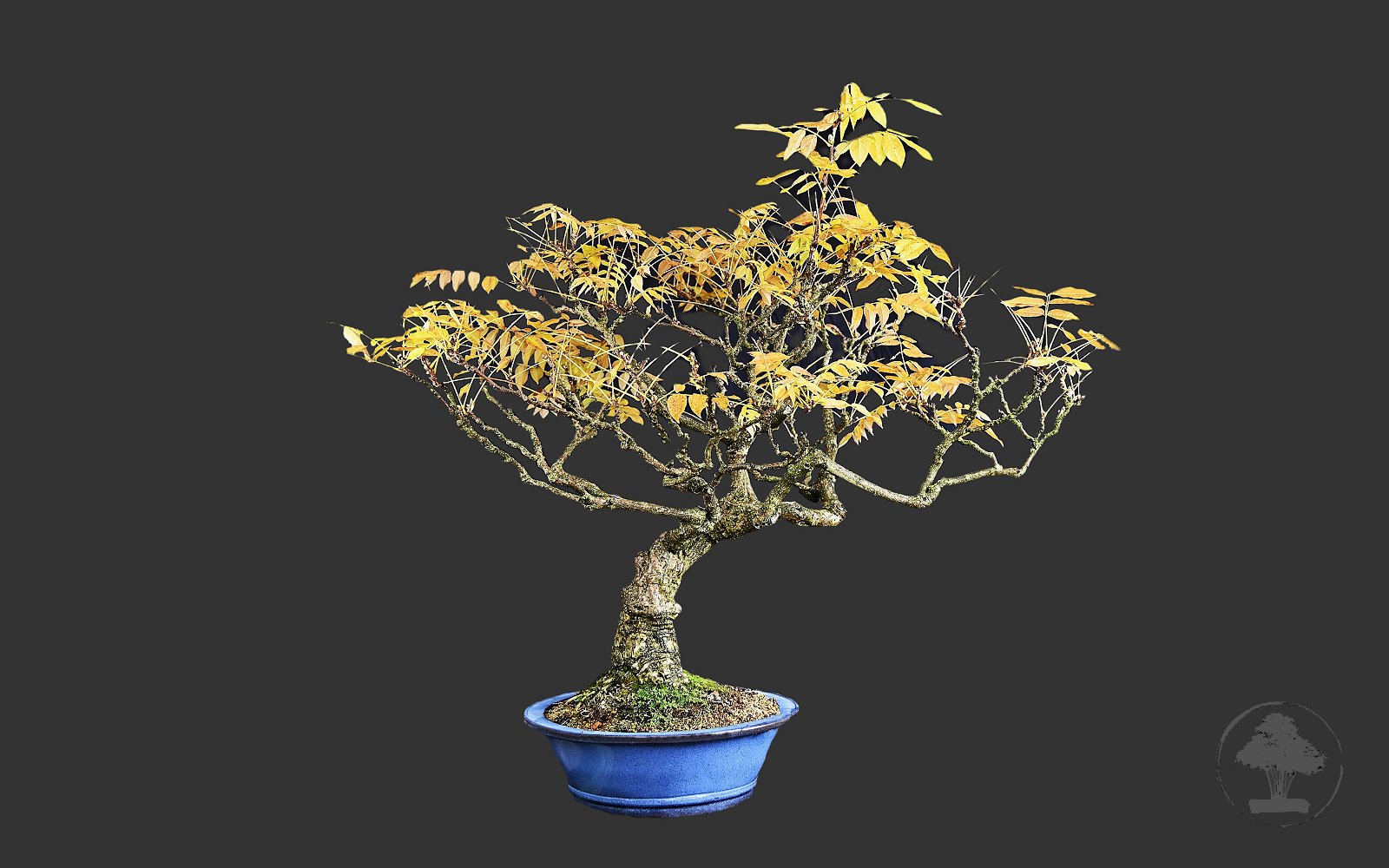 Kinesisk blåregn, med hvide blomster - Billede 6