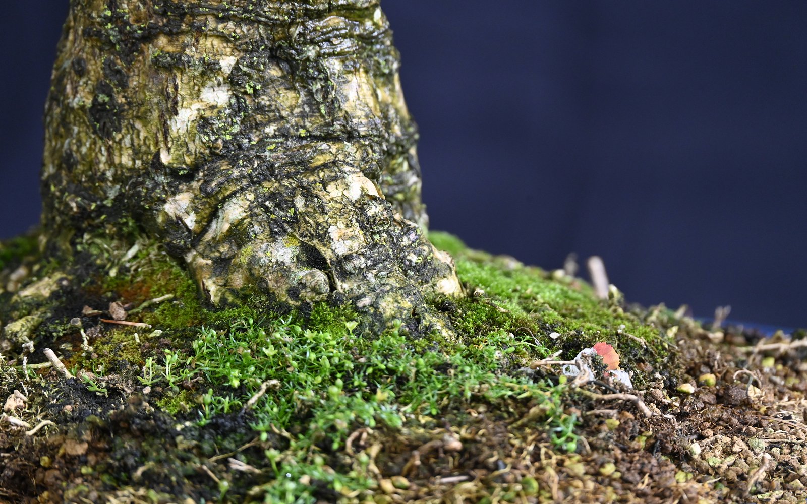 Kinesisk blåregn, med hvide blomster - Billede 2