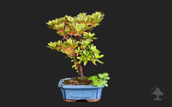 Japansk azalea
