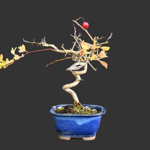 Japansk tjørn, lyserøde blomster