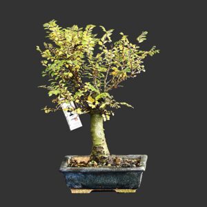 Kinesisk elm, variant Hokkaido