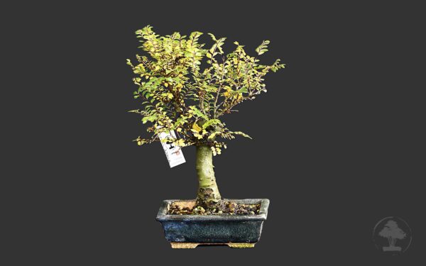 Kinesisk elm, variant Hokkaido