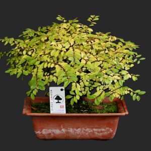 Kinesisk elm