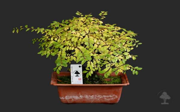 Kinesisk elm