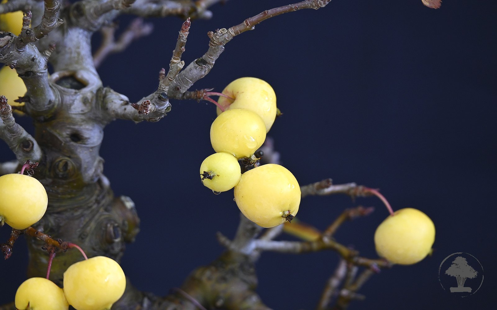 Japansk paradisæble - Billede 3