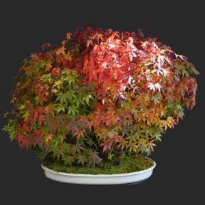 Bonsai-træer Eksklusive