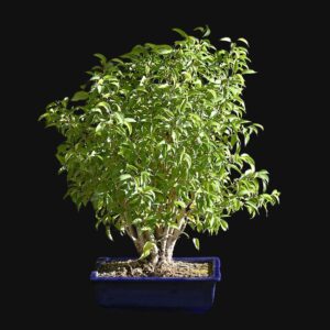 Ficus benjamina, var. Natasja