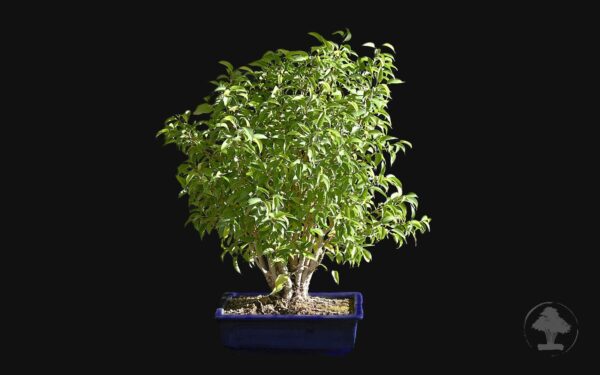 Ficus benjamina, var. Natasja