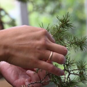 Introduktionsworkshop i Bonsai – lørdag den 28. juni 2025