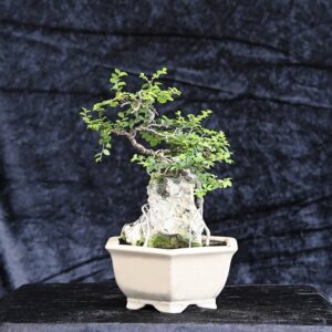 Kinesisk elm, Ulmus parviflora