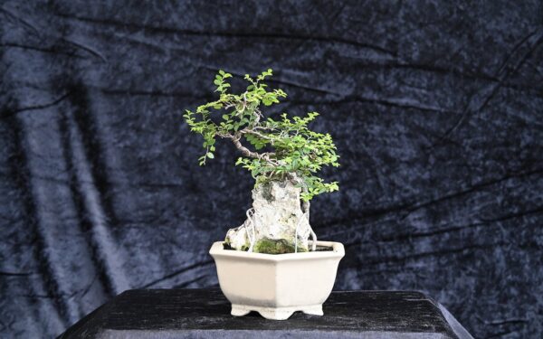 Kinesisk elm, Ulmus parviflora