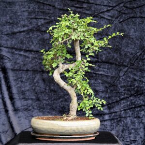 Kinesisk elm, Ulmus parviflora