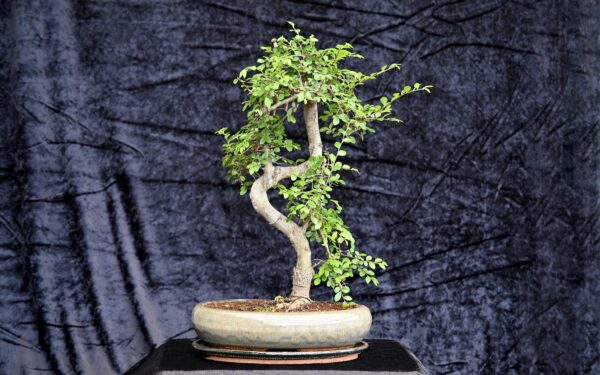 Kinesisk elm, Ulmus parviflora