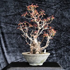 Ildløn, Acer ginnala