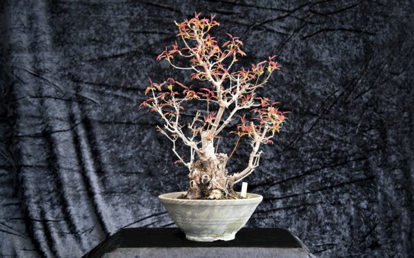 Ildløn, Acer ginnala
