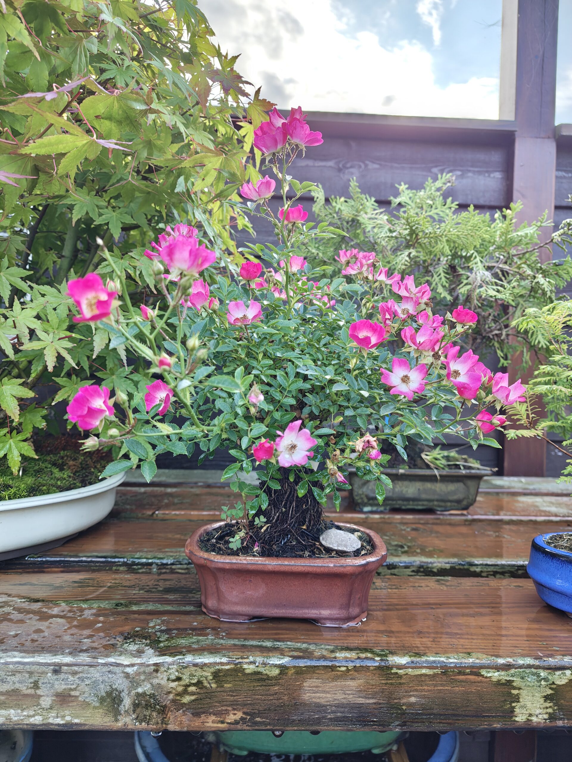 Japansk rose, Rosa sp. - Billede 2