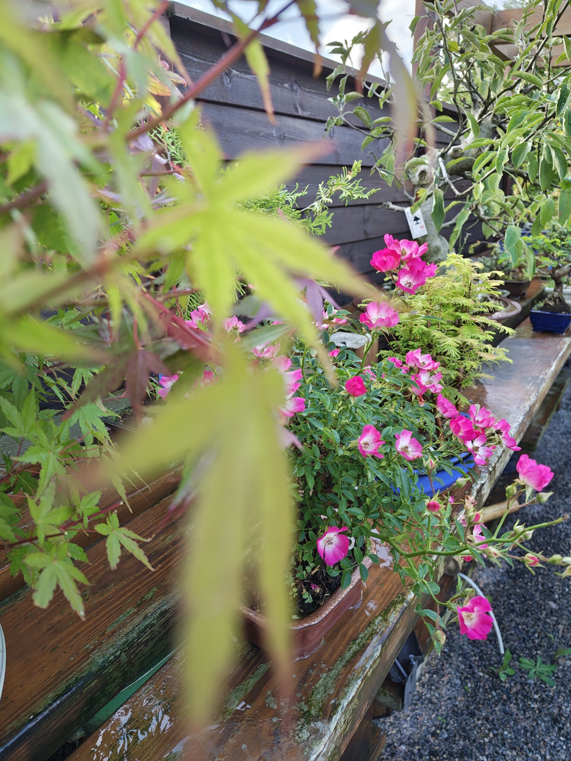 Japansk rose, Rosa sp. - Billede 3