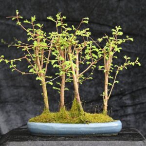 Vandgran, Metasequoia glyptostroboides