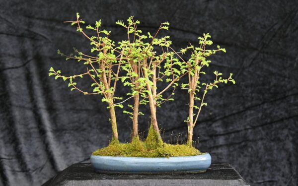 Vandgran, Metasequoia glyptostroboides
