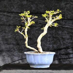 Japansk ahorn, Acer palmatum Shishigashira