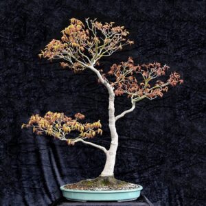 Japansk ahorn, Acer palmatum