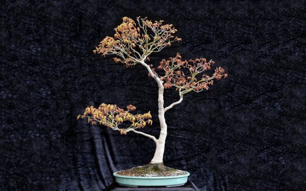 Japansk ahorn, Acer palmatum