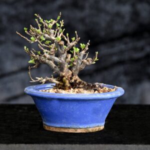 Japansk kvæde, Chaenomeles japonica, Chujobai