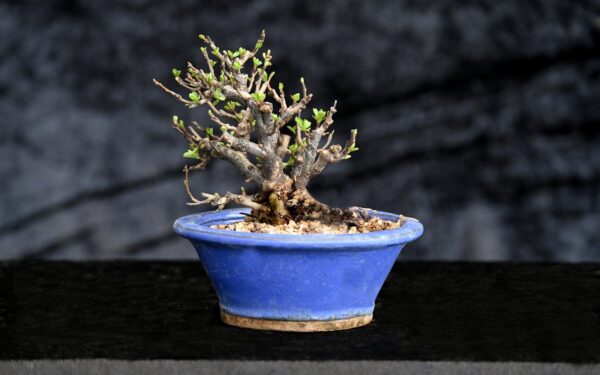 Japansk kvæde, Chaenomeles japonica, Chujobai