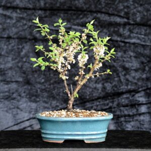 Kinesisk kirsebær, Prunus tomentosa