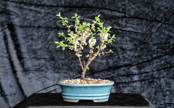Kinesisk kirsebær, Prunus tomentosa