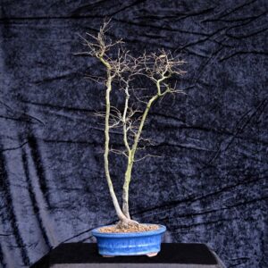 Koreansk avnbøg, Carpinus turczaninovii