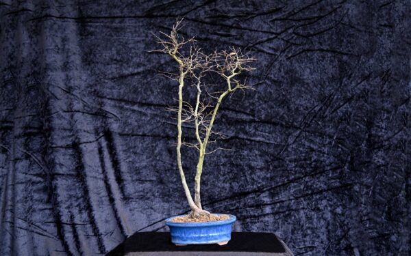 Koreansk avnbøg, Carpinus turczaninovii